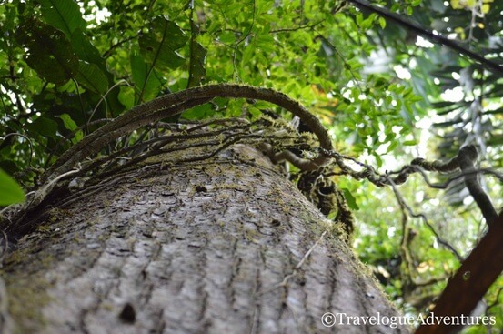 Looking up at a large tree covered in vines