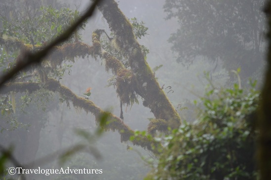 Misty cloud forest at Los Quetzales Cloud Forest in San Gerardo de Dota Costa Rica