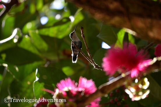 Hummingbird in a tree with pink flowers on the trail to Nauyaca Waterfall