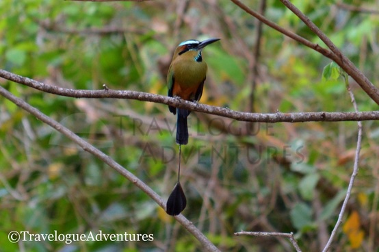 A mot-mot bird on a branch at Diria National Park 