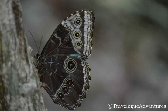 Blue Morpho Butterfly on a tree