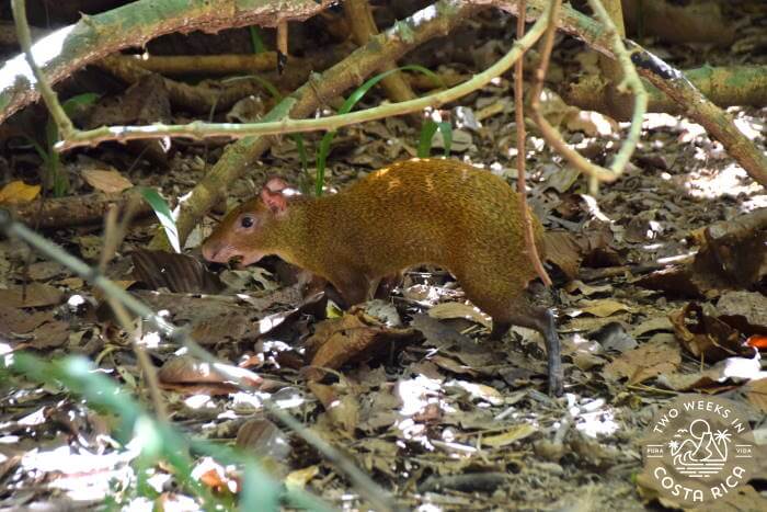 An Agouti hops through the underbrush