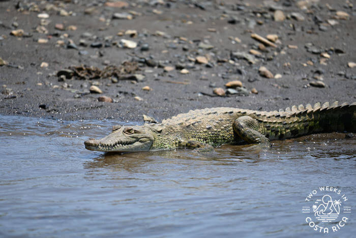A large crocodile walking into the water in Costa Rica