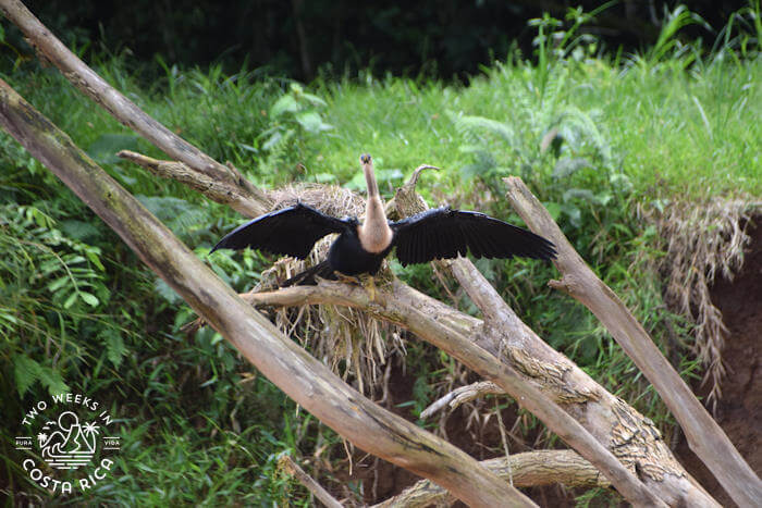 A large black bird with a long tan-colored neck with its wings spread wide
