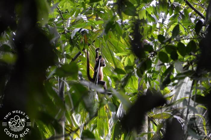 Baby Spider Monkey Tortuguero National Park