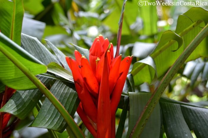 Red banana flowers at the Wilson Botanical Garden