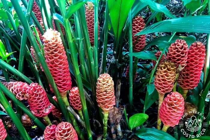 many beehive ginger in Arenal