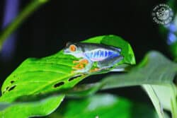 Red eyed tree frog with blue sides and orange feet