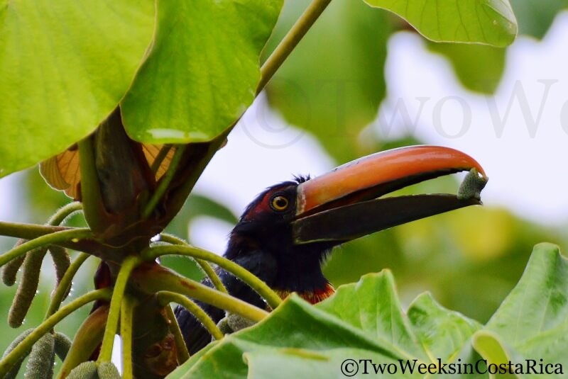 Fiery-billed Aracari | Two Weeks in Costa Rica
