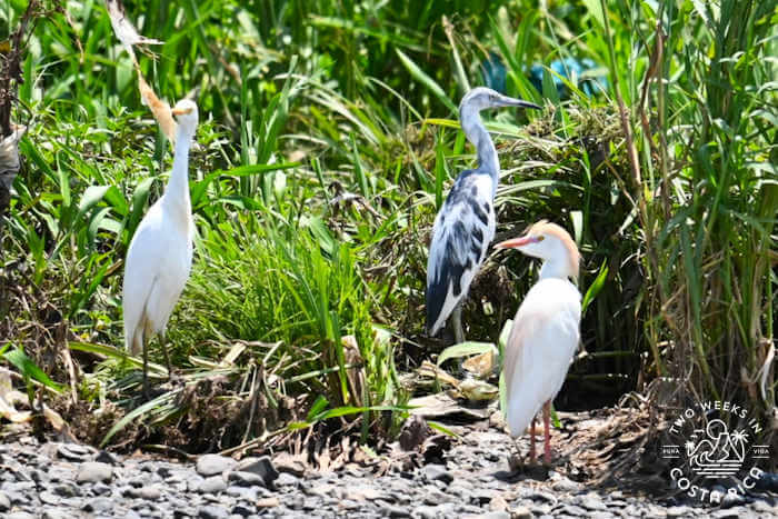 Three white birds hiding in long grass along the Tarcoles River