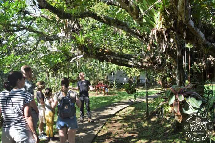 Blue Banyan tree Quepos