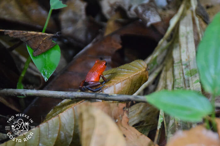 Blue-jean poison dart frog in Tortuguero Costa Rica