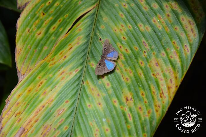 Butterfly El Jilguero project