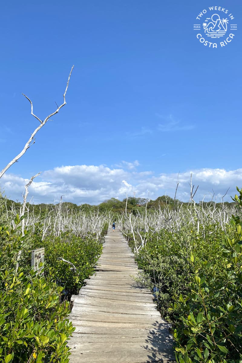 wooden boardwalk going through the mangroves with blue sky