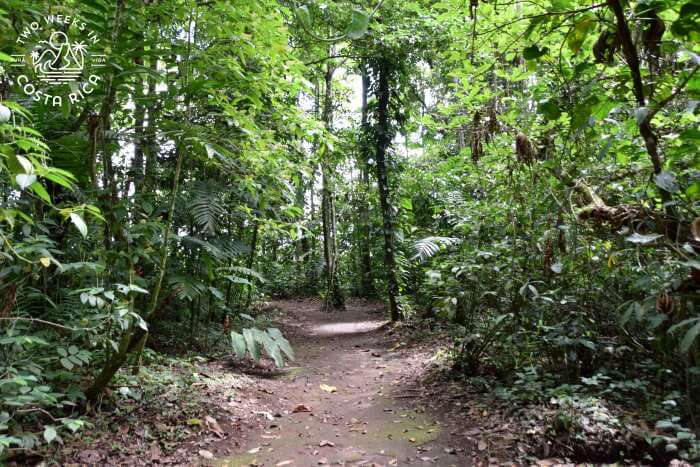 dirt trail with thick forest at Bogarin Trail