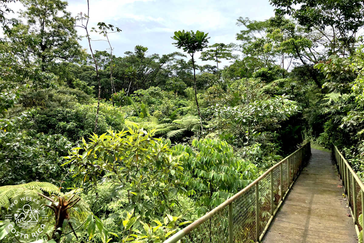 bridge above the rainforest