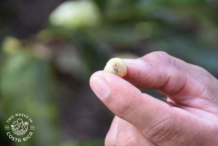 Insect in coffee bean