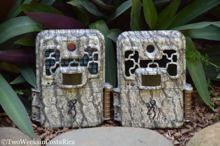 Using Browning Trail Cameras in the rainforest of Costa Rica | Two Weeks in Costa Rica