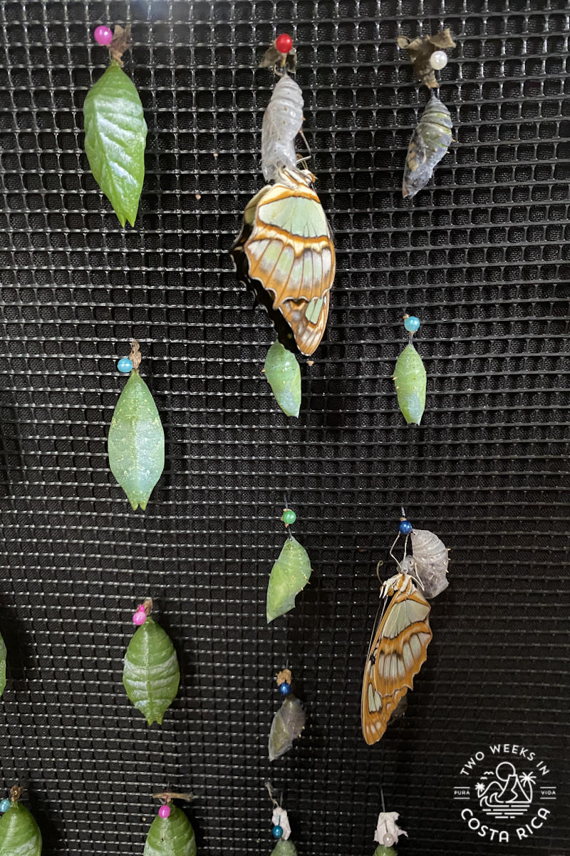 butterfly cocoons in a case with a few butterflies emerging