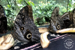 Large black and gray butterflies eating a banana on a feeder