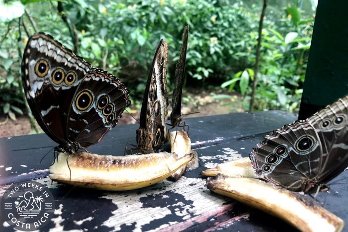 Butterflies eating bananas at EcoCentro Danaus 