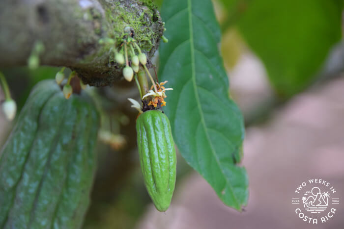 green pod shaped fruits