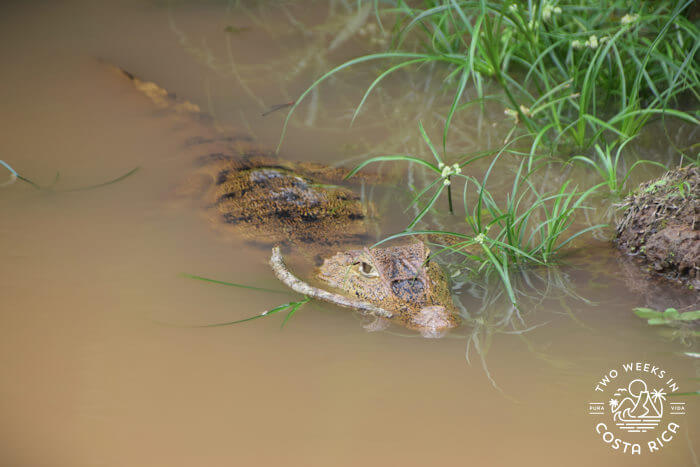 A caiman partially submerged in the river