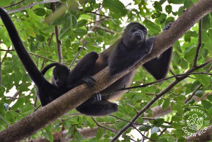 Cala Luna Howler Monkey