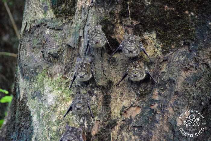 Long nosed bats camouflaged on a tree during a river float tour in La Fortuna