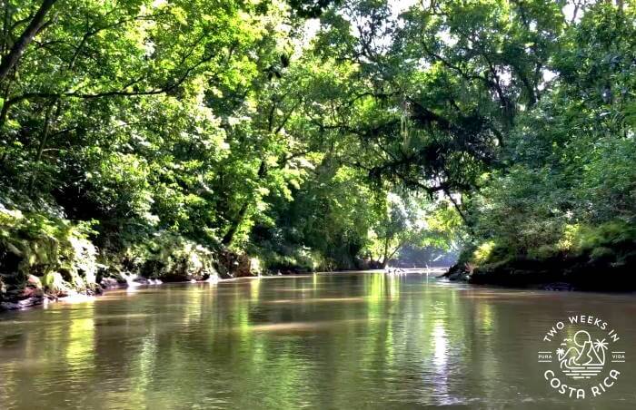 Tall trees and thick rainforest over a calm river as seen from the safari float tour