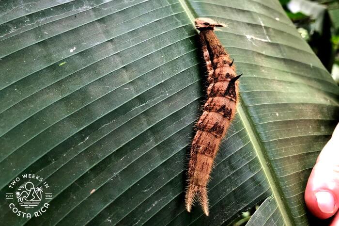 Long brown catepillar Costa Rica