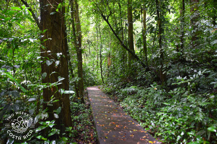 concrete trail through the forest at cerro tortuguero