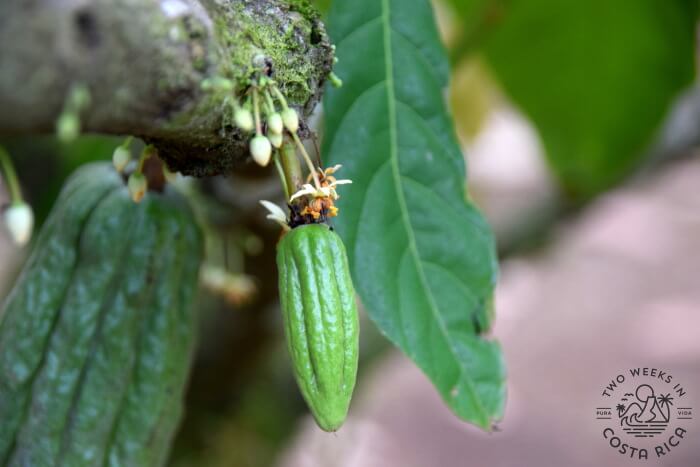 Chocolate Tour La Fortuna