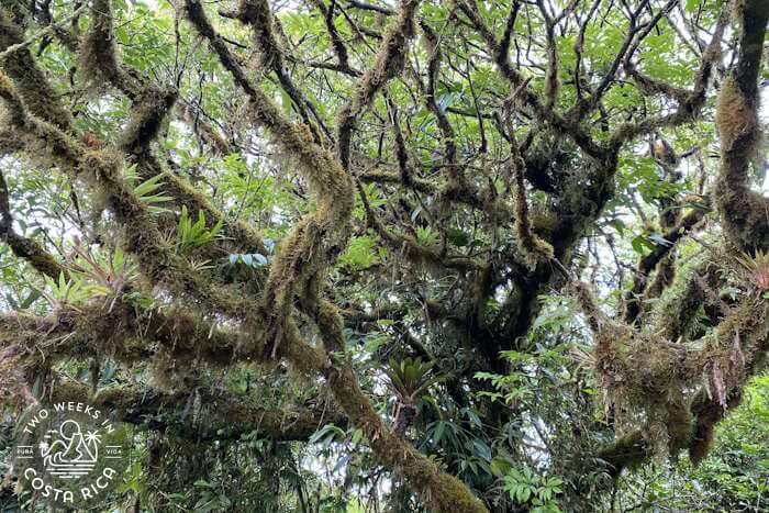 Moss-covered tree mountains Lake Arenal