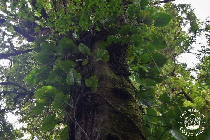 a tree in the cloud forest covered with plants
