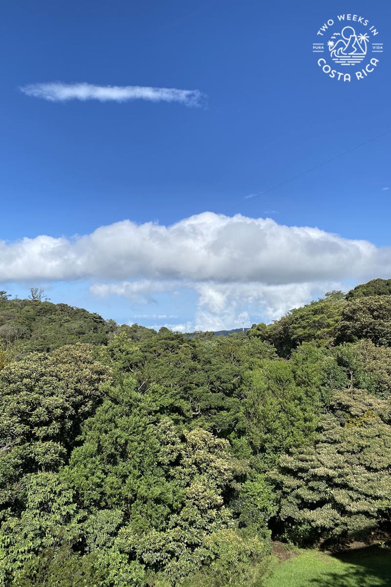 green forest with blue sky in monteverde costa rica