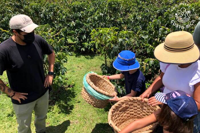 Picking Coffee Starbucks Tour
