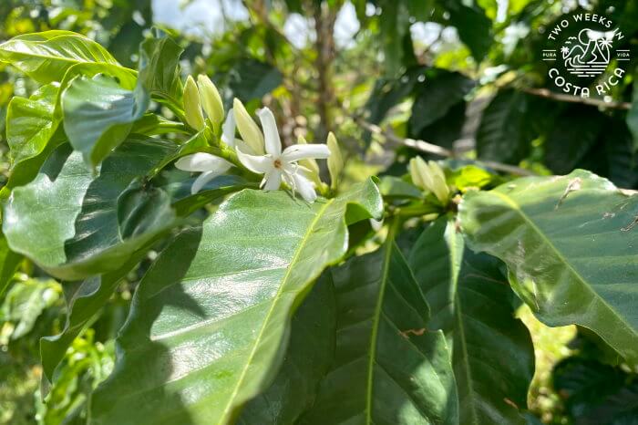 Coffee Plant Starbucks Hacienda Alsacia