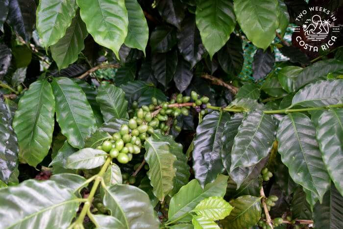 Coffee plants North Fields Cafe