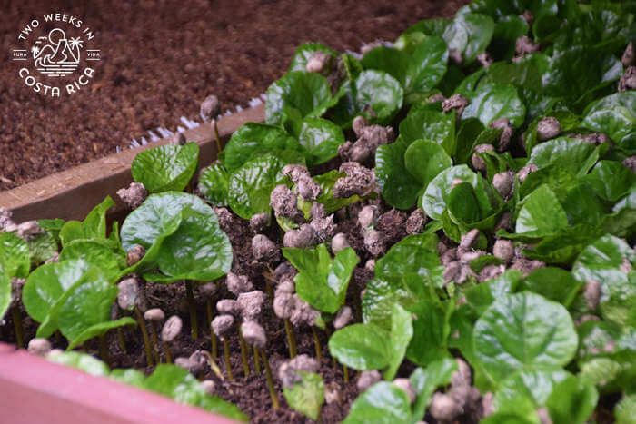 Germinating coffee plants