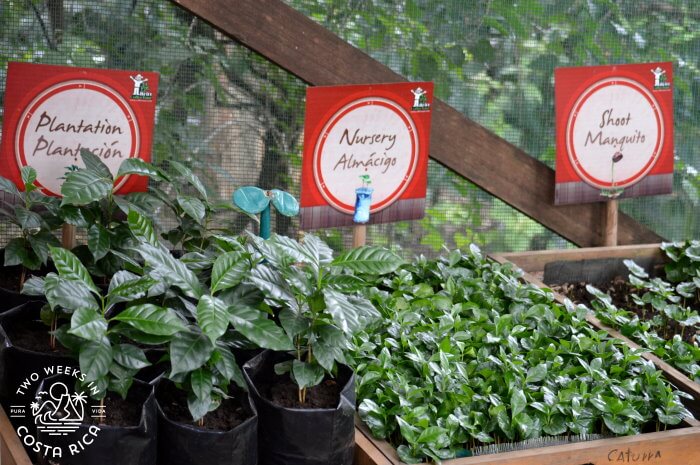 Coffee plants growing at the Cafe Britt Coffee Tour