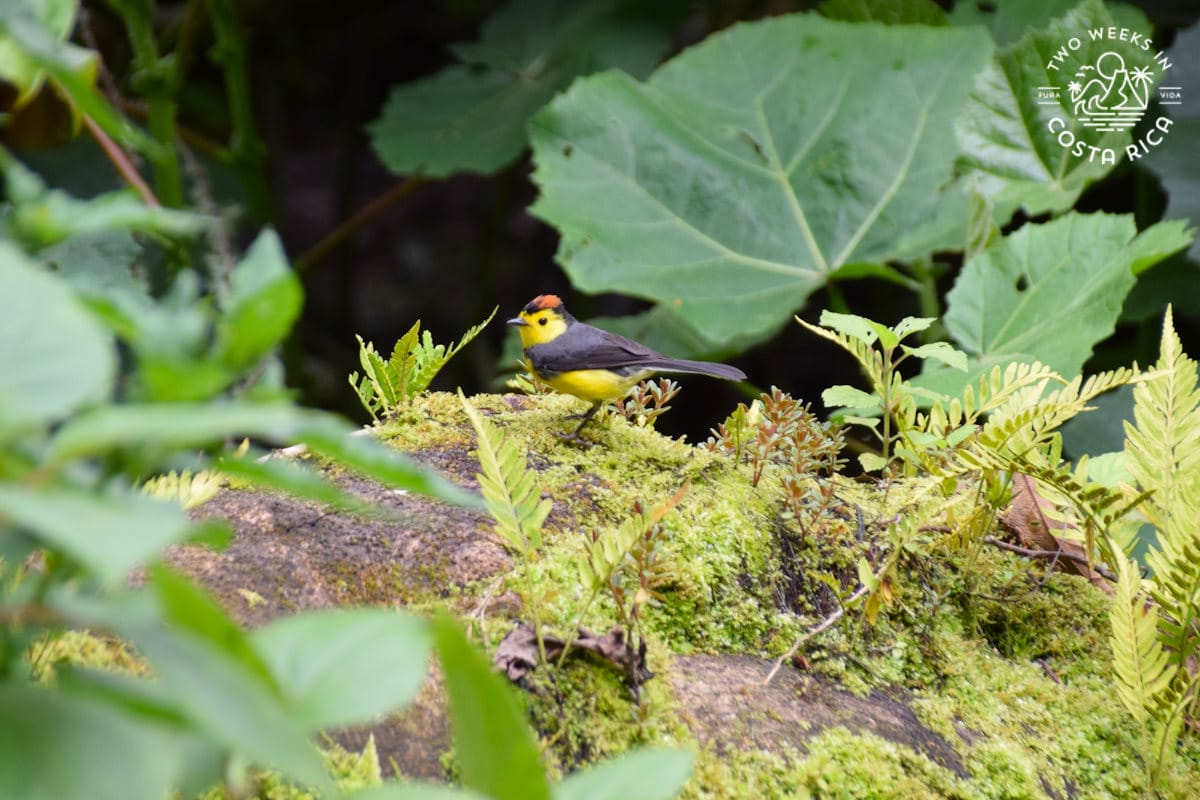 a Collared Redstart bird in the forest in san gerardo