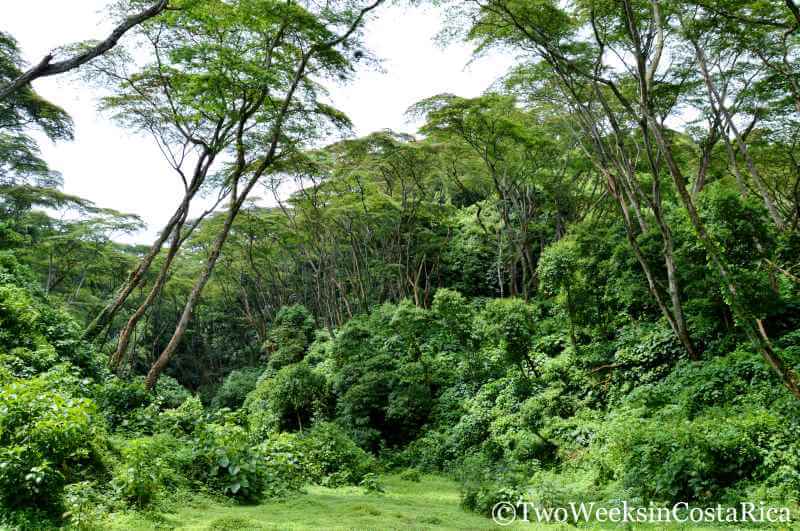 Lush Rainforest Around Grecia, Costa Rica | Two Weeks in Costa Rica