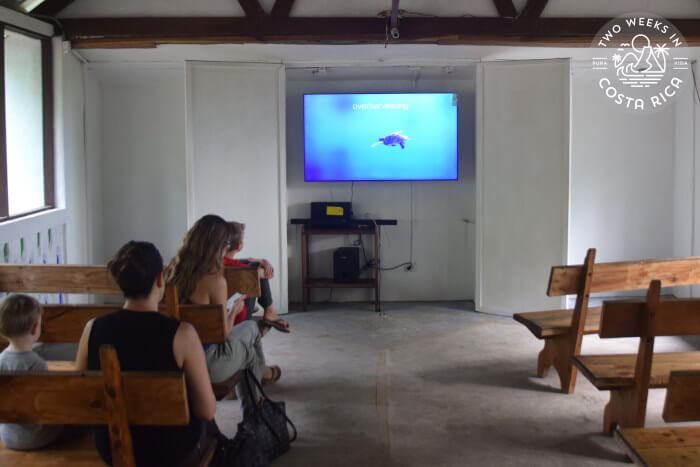 Sea Turtle Conservancy Tortuguero Video