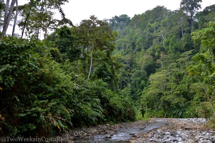 wide river and thick forest at dos brazos rural tourism project