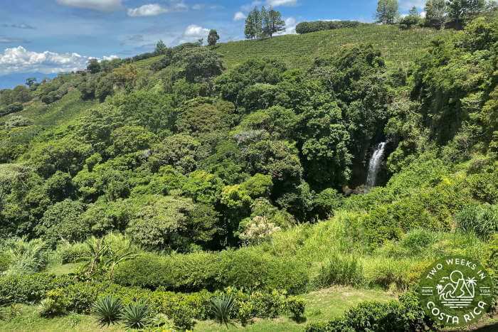 Coffee fields Cafe Britt