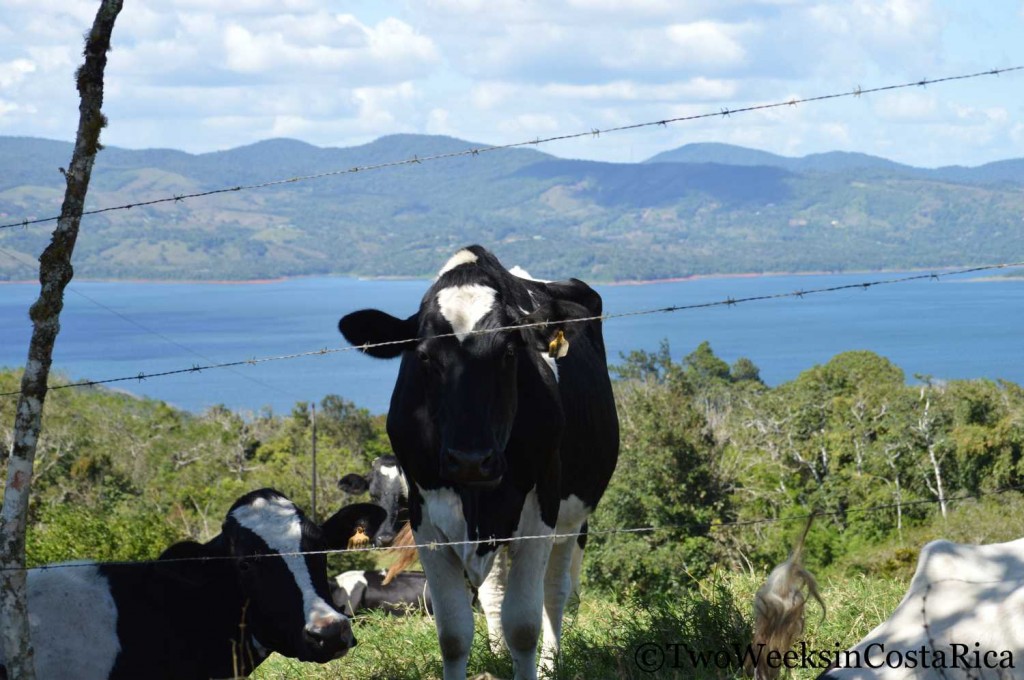 Cow near Lake Arenal