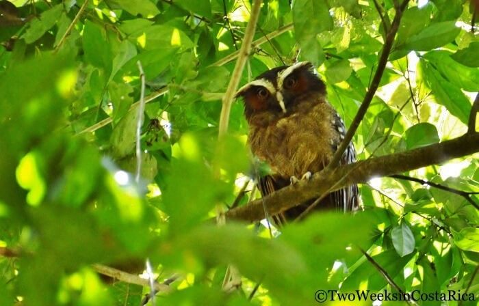 An owl in a tree at Sirena Station in Corcovado