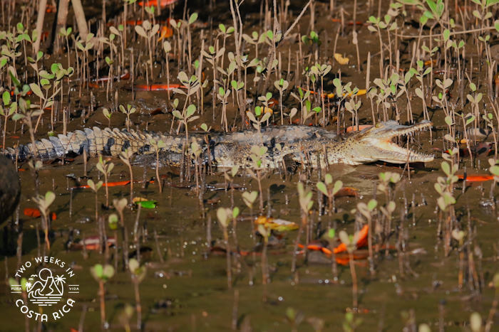 A small crocodile laying on a muddy bank with baby mangrove trees around