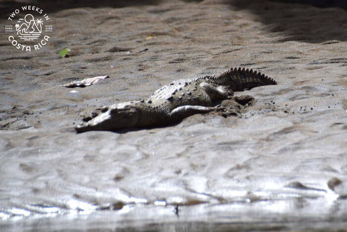An American crocodile laying in the sand along the banks of the Penas Blancas River in Costa Rica